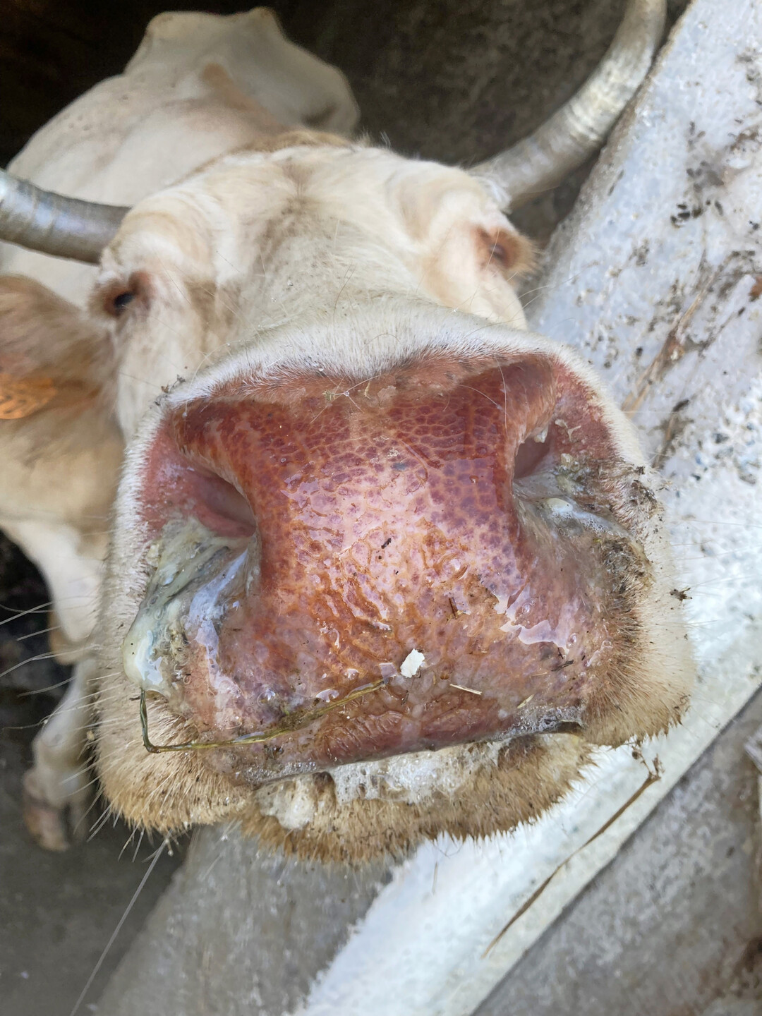 2 Die vielseitigen Symptome von EHD wie Rtungen, Nasenausfluss und die verstrkte Durchblutung des Flotzmauls sind klinisch nicht von den Symptomen der Blauzungenkrankheit zu unterscheiden.