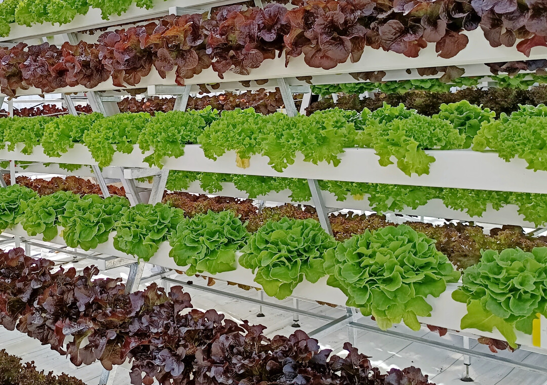 Salatanbau.