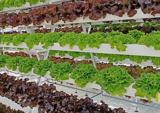 Salatanbau.