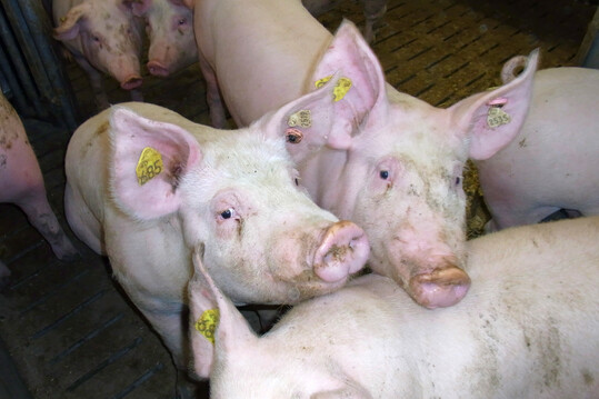 Der Strukturwandel in der Schweinemast und Sauenhaltung hlt unvermindert an. Das zeigen die Ergebnisse einer aktuellen Umfrage.                                             