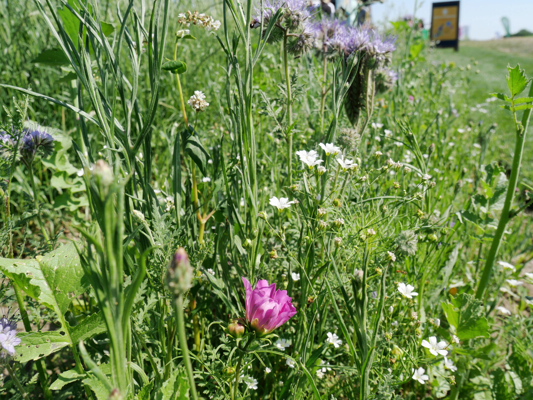 Pflanzenvielfalt.