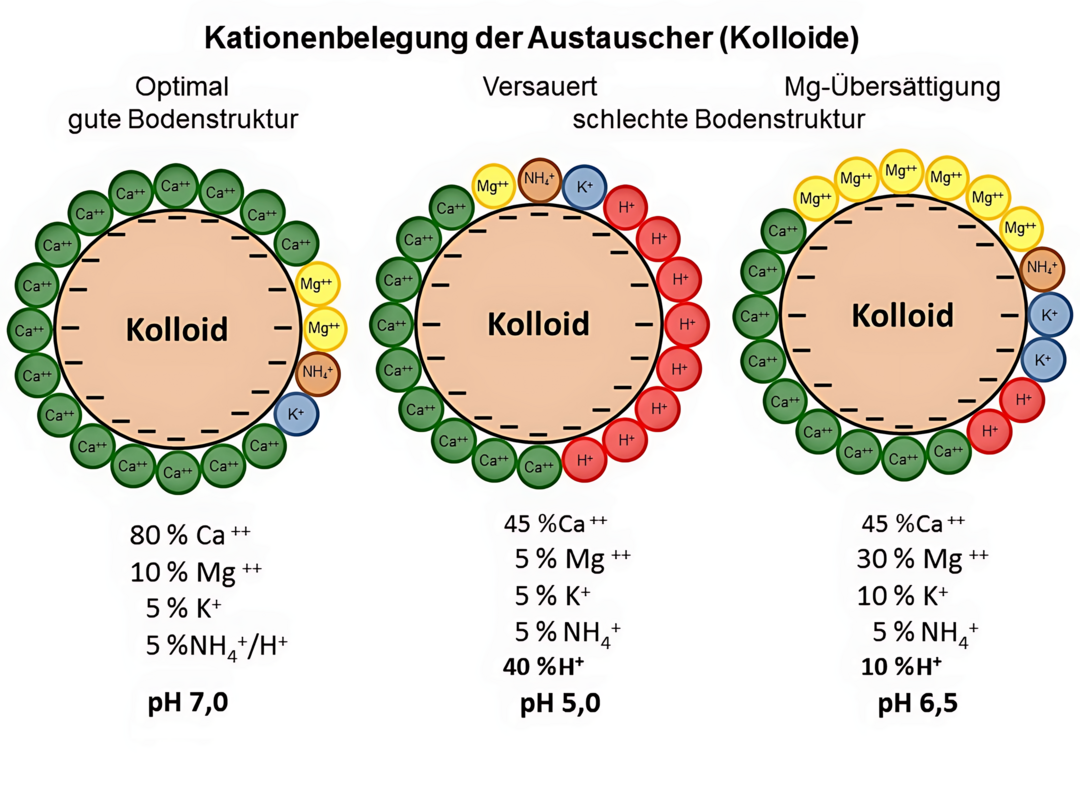 Hier ist rechts ein Kolloid mit Mg-Übersättigung zu sehen.