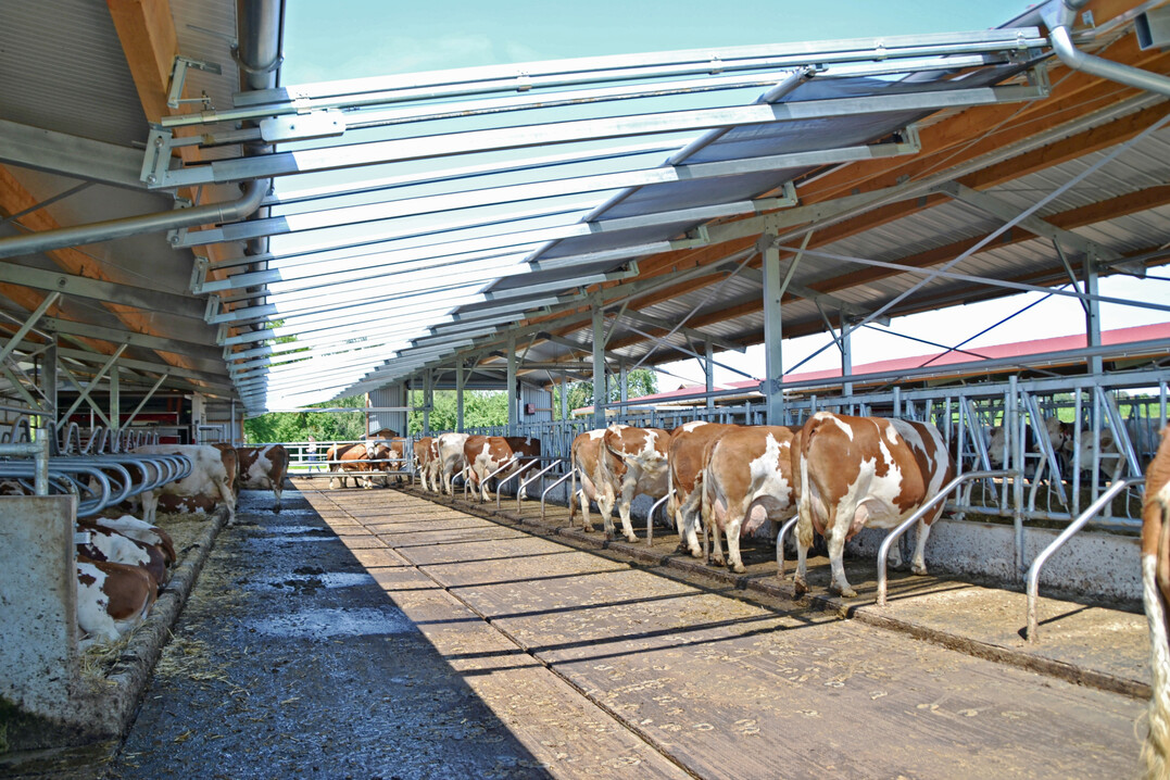 1 In dem dreihäusigen Offenstall der Stier GbR in Untermünkheim (Landkreis Schwäbisch Hall) wurden für die Fleckviehkühe erhöhte Fressplätze eingerichtet – unter anderem, um die Emissionen zu senken.