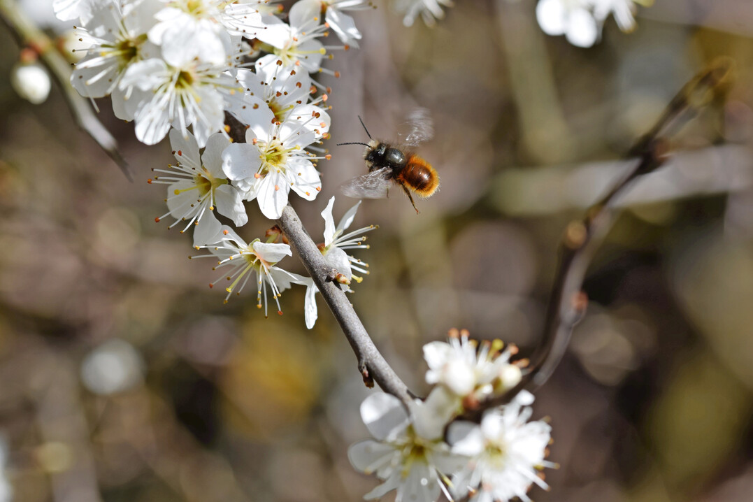 Die Gehrnte Mauerbiene stand wie ihre anderen wilden Mitstreiterinnen bei der Bienenkonferenz im Fokus.
