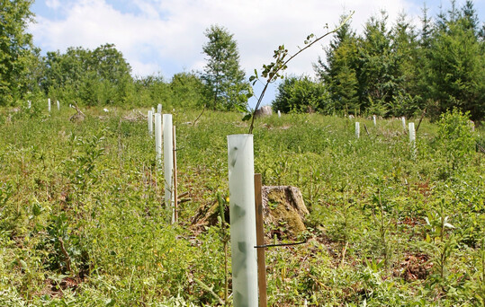 Die nachhaltige Bewirtschaftung von Wldern, die hier im Bild ber Neupflanzungen sichergestellt wird, soll die Wlder widerstandsfhiger gegenber den Auswirkungen des Klimawandels machen und gleichzeitig ihre Schutz- und Nutzfunktionen erhalten. 