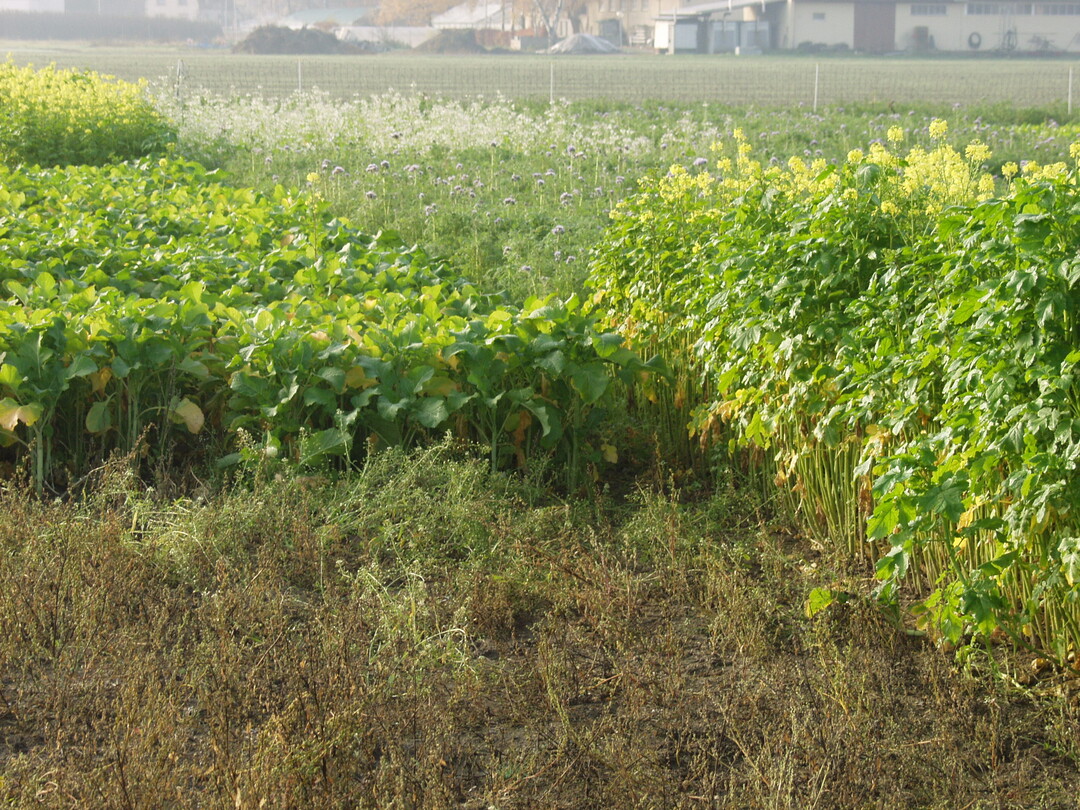Bild 1: Zwischenfruchtreinsaaten mit Senf, Phacelia, �lrettich oder R�bsen zeigen beachtliche und deutlich h�here Aufwuchsleistungen als Selbstbegr�nung (Rheinstetten 11/2003, Foto Mastel)