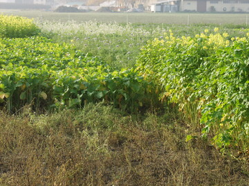 Bild 1: Zwischenfruchtreinsaaten mit Senf, Phacelia, Ölrettich oder Rübsen zeigen beachtliche und deutlich höhere Aufwuchsleistungen als Selbstbegrünung (Rheinstetten 11/2003, Foto Mastel)
