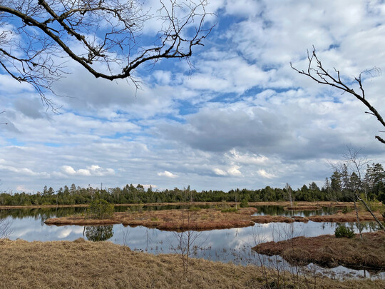 Das Hochmoor Kaltenbronn im Nordschwarzwald in Baden-Württemberg.
