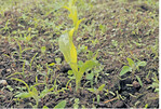 Unkräuter und -gräser schaden Mais vor allem im jungen Stadium. Diese müssen früh bekämpft werden.