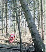 Arbeiten Sie nie unter angeschobenen oder hängenden Bäumen, denn diese können bei Wind plötzlich fallen.