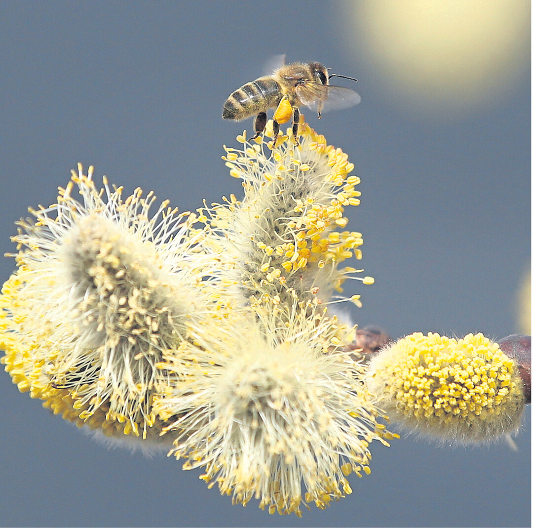 Diese eifrige Biene sammelt bei sonnigem Wetter reichlich Blütenpollen und Nektar, hier von einem Weidenkätzchen.