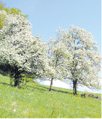 Derzeit blühen die Obstbäume am Bodensee.