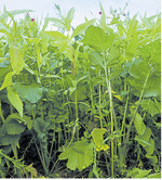 Zwischenfrüchte können das Anbausystem in vielfältiger Weise positiv beeinflussen.