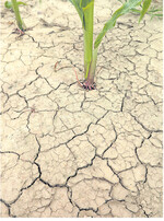 Extreme Wettereignisse wie Hitze und Trockenheit werden weiter zunehmen. Resistente Pflanzen sind gefragt.