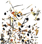 Mischung aus der Samentüte: „Blütenzauber für Nützlinge".