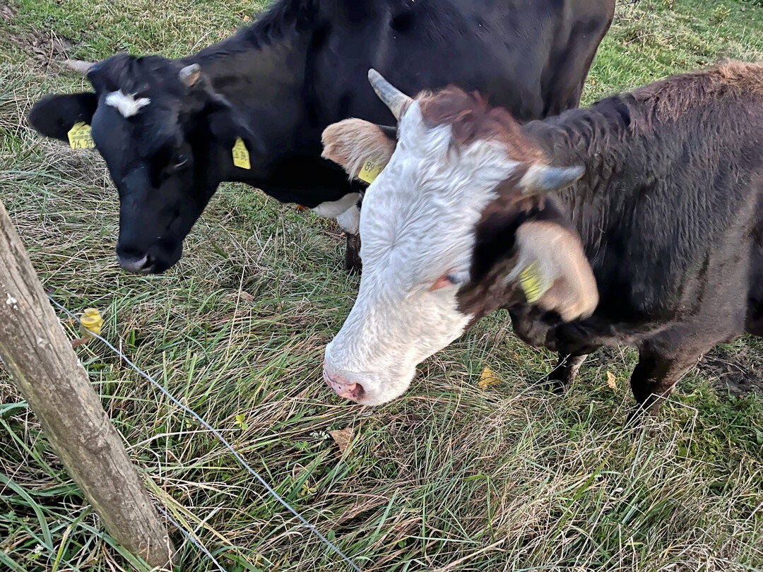 Rinder auf einer heimischen Weide werden rar: Wegen sinkender Rinderbestnde in Deutschland und einer dadurch rcklufigen heimischen Produktion von Rindfleisch ist der Bedarf an Einfuhren aus anderen Staaten gestiegen. 