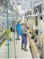 Zusätzlich zur Reinigung und Desinfektion der Melkanlage sollte auf eine angemessene Hygi ene vor, während und nach dem Melken ge achtet werden.