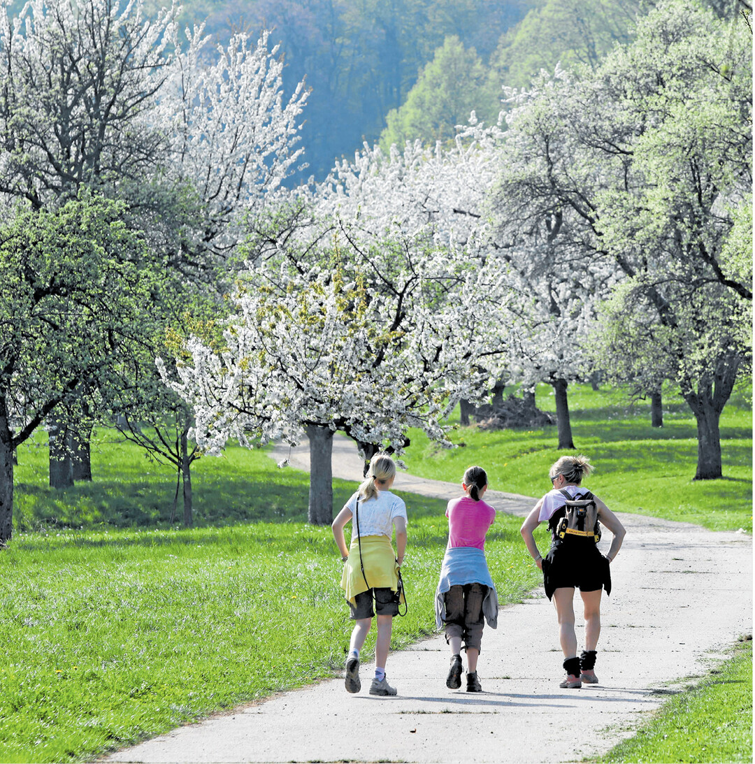 Am 23. April ist Kirschblütentag in Weilheim/Teck. Unter dem diesjährigen MottoRaus in die Natur ... zur Baumblüte rund um die Limburg" starten unter anderem geführte Rad- und Mountainbike-Touren, Wanderungen oder Nordic Walking-Runden durch die blühenden Streuobstwiesen. Auch in der Stadt gibt es einiges zu erleben. Mehr Informationen unter www.stadtmarketing-weilheim.de.