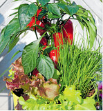 Warum nicht eine ganz Salatbar im Kübel auf der Terrasse?