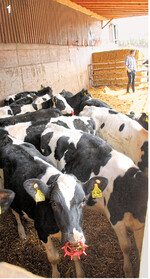 Jungviehaufzucht bei Lukas Mauch: Erste Station Quarantänestall, bei viel frischer Luft gewöhnen sich die Kälber ein ...