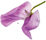 Die zarten, duftenden Blüten sind ein Schmaus für Augen und Nase.