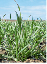 Ab Mitte der Bestockung kann mit dem Wachstumsreglereinsatz begonnen werden.