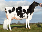 Die Mardic-Tochter Soraya wurde von der Müller GbR in Groppach gezüchtet. Der Bulle punktet mit seiner Eutervererbung.