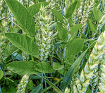 Mehrjährige Unkräuter wie die Ackerwinde können bei einer Spätbehandlung im Wintergetreide gut erfasst werden.