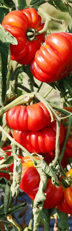 Hopi ist eine von den Hopi-Indianern in den USA stammende gerippte Fleischtomate.