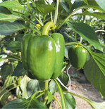 Bio-Paprika vom Bodensee in Biolandqualität liefern die Reichenauer Gemüsegärtner.