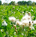 In der Vorfrucht können Disteln mit geeigneten Mitteln bekämpft werden.