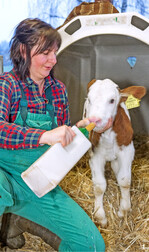 Damit sich Kälber gesund entwickeln, müssen sie mit genügend, hygienisch hochwertigem Kolostrum versorgt werden.
