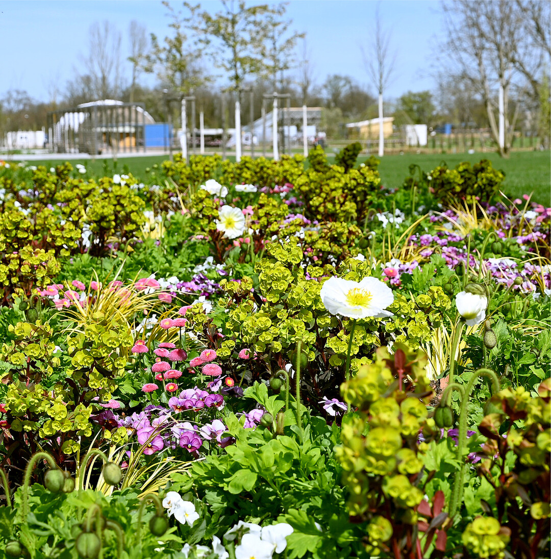Landesgartenschau in Neuenburg am Rhein An diesem Wochenende (22. April) eröffnet die Landesgartenschau in Neuenburg am Rhein im Kreis Breisgau-Hochschwarzwald. Bis zum 3. Oktober 2022 kann man die Verknüpfung von Stadt, Land und Fluss direkt am Rhein an der Grenze zu Frankreich und zur Schweiz besuchen. Auf 23 Hektar werden die vier Ausstellungsbereiche Stadtpark am Wuhrloch, die Rheinwiesen, die Rheinterrassen und die Rheinauen zu einem attraktiven Naherholungsgebiet verknüpft. Hauptelement der Gartenschau ist die Rheinterrasse: Die 665 Meter lange und 35 Meter breite Parkpromenade ist in die Themengärten Zähringerstadt, Rhein und Schwarzwald gegliedert und verbindet den Fluss mit den Rheinwiesen. Die Landesggartenschau in Neuenburg am Rhein ist täglich von 10 bis 19 Uhr geöffnet. Eine Tageskarte für Erwachsene kostet 19 Euro, Kinder und Jugendliche bis 17 Jahre haben freien Eintritt. mi