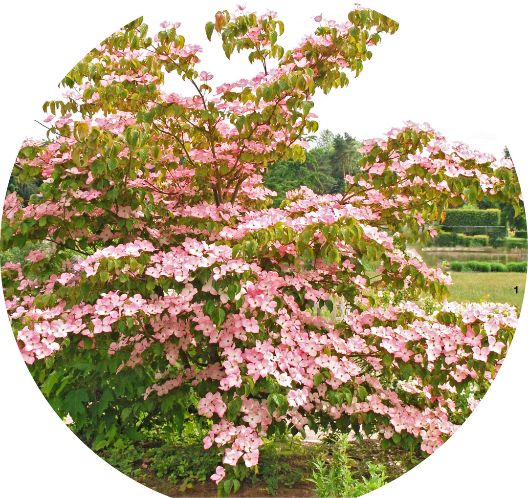 Die Sorte Scarlet Fire® des Japanischen Hartriegels beeindruckt ab Mitte Juni mit rosaroter Blütenpracht.