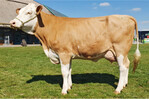 Die Herzmund-Tochter von Joachim Keller, Allmendingen, überzeugte als harmonische Jungkuh.