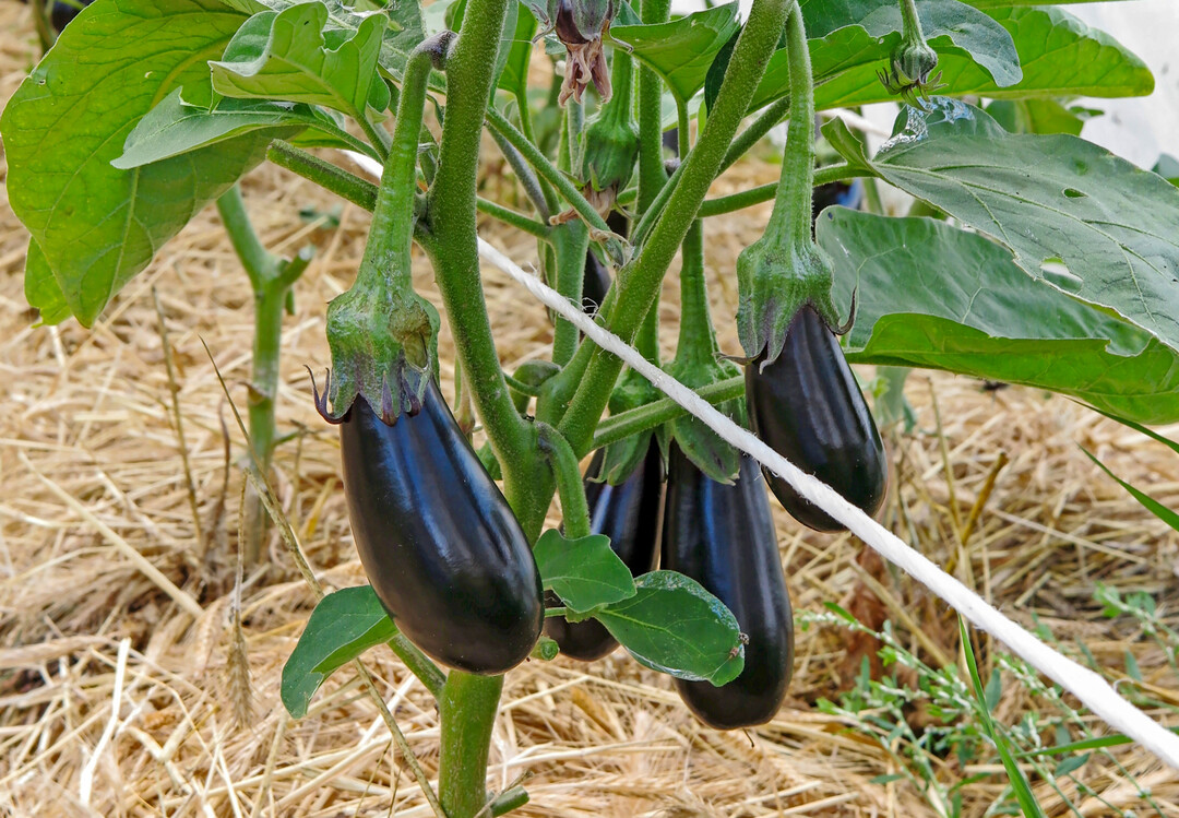 Auberginen selbst anbauen: Eine Mulchschicht aus Stroh sorgt für gleichmäßige Bodenfeuchtigkeit.