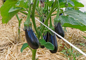 Auberginen selbst anbauen: Eine Mulchschicht aus Stroh sorgt für gleichmäßige Bodenfeuchtigkeit.