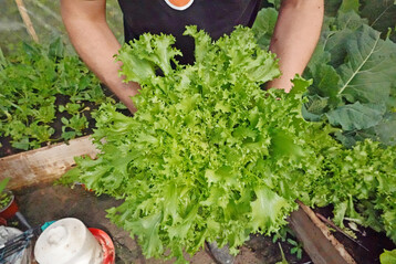 Etwas bitter, dafür umso gesünder und damit einen Platz im Garten wert: Endivien bilden üppige, lockere Blattrosetten.