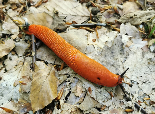 Rote Wegschnecke