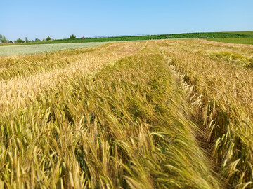 Winterbraugersten werden inzwischen von vielen Mlzereien und Brauereien aufgrund ihrer Ertragssicherheit und der besseren Kornqualitt nachgefragt und verarbeitet.