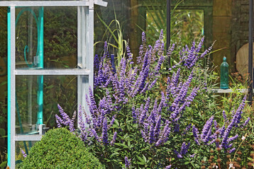 Über blühende Sträucher freuen sich Insekten im Spätsommer besonders. Den Mönchspfeffer fliegen sie gerne an.
