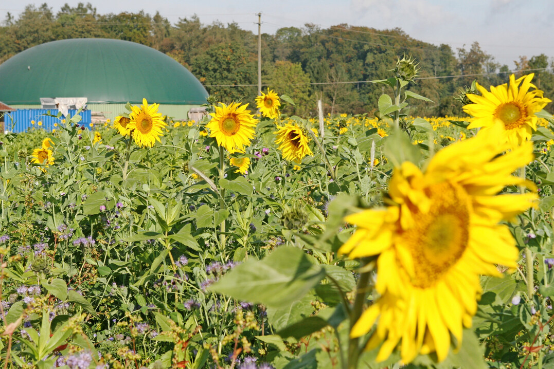 Sonnenblumen: Der Internationale Getreiderat (IGC) erwartet fr die EU und fr Osteuropa ein insgesamt greres Angebot an Sonnenblumenkernen.