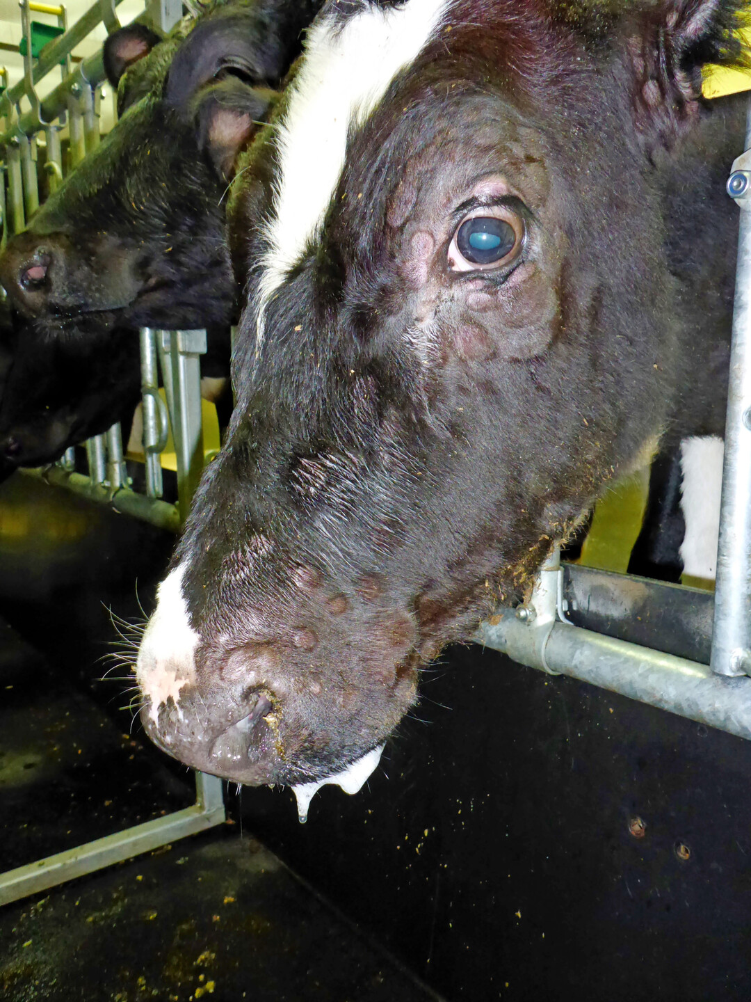2 und 3 Klinisch erkrankte Tiere haben Fieber und zeigen typische kntchenartige Hautvernderungen vor allem am Kopf, Hals, Perineum und Euter, die hufig zusammen mit Lsionen an den Schleimhuten auftreten.
