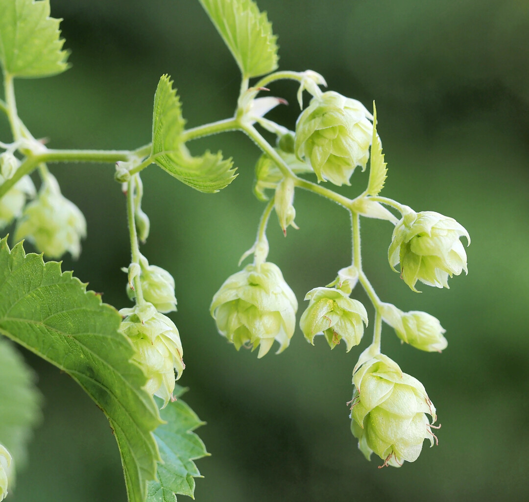 Hopfen lsst sich als schnell wachsende Schlingpflanze im Garten anbauen. Die weiblichen Hopfendolden knnen vielfltig genutzt werden.