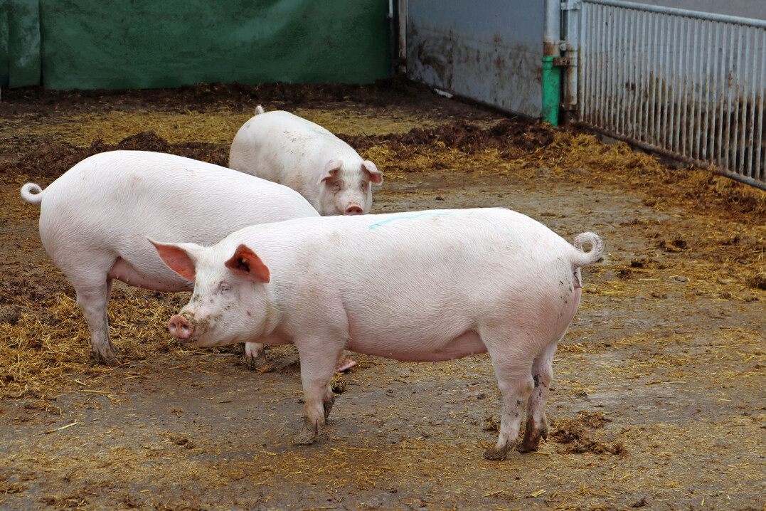 Bei der Viehbestandserhebung Anfang Mai 2025 ergab sich ein moderater Rckgang der in Deutschland gehaltenen Schweine um 1,2 Prozent. Auch bei den Mastschweinen wurde eine Verringerung festgestellt. Lngerfristig wird sich die Verkleinerung bei der Sauenherde auswirken und die Schlachtzahlen drften in der zweiten Jahreshlfte eher sinken.