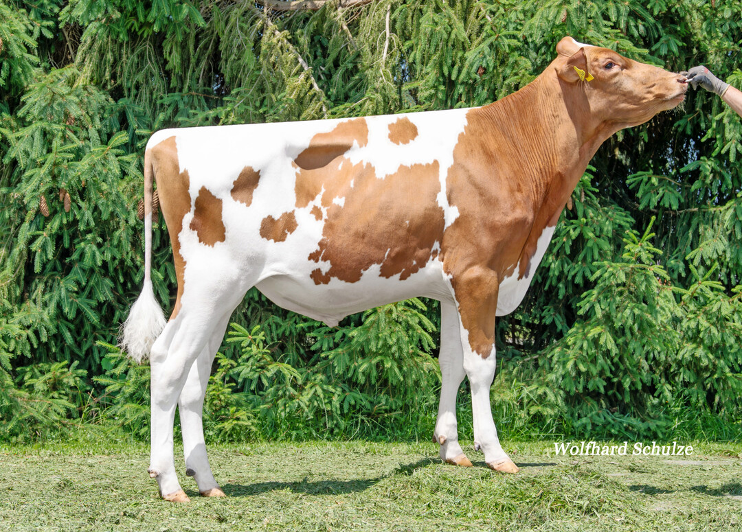 2 Keegan PP kommt aus der Familie von Ricecrest Nedboy Noreen EX-91 und bringt die mobile, rahmige und mit viel Strke und breitem Becken ausgestattete Kuh.