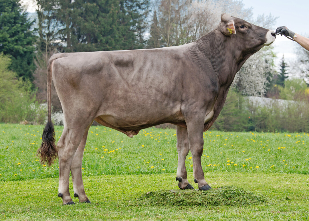 1 Duncan P*S mit einem GZW von 147 vererbt breite und tiefe Khe mit funktionalen Eutern.