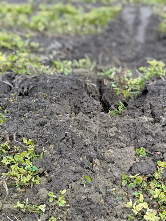 Fr jedes Pathogen gibt es ein Bakterium, das es bekmpfen kann  vorausgesetzt, es ist im Ackerboden vorhanden.