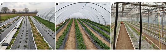 Verschiedene Methoden, wie Kunststoff in der Landwirtschaft genutzt wird: Plastikmulchfolien am Boden (a), Plastikabdeckung als Tunnel (b) oder Plastikmulchfolien in einem Gewchshaus.