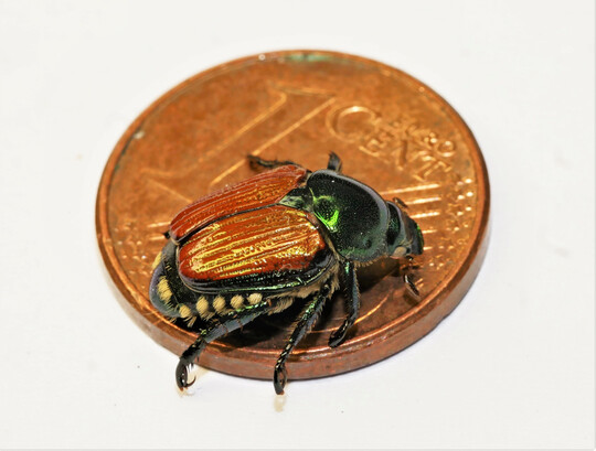 Charakteristisch fr den ungefhr 1 cm groen Japankfer ist der grnliche Kopf und Halsschild, die zwei brauen Flgeldecken sowie fnf weie Haarbschel an jeder Seite und zwei weie Haarbschel am Hinterteil.